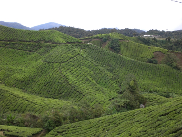 Cameron Highlands in Malaysia