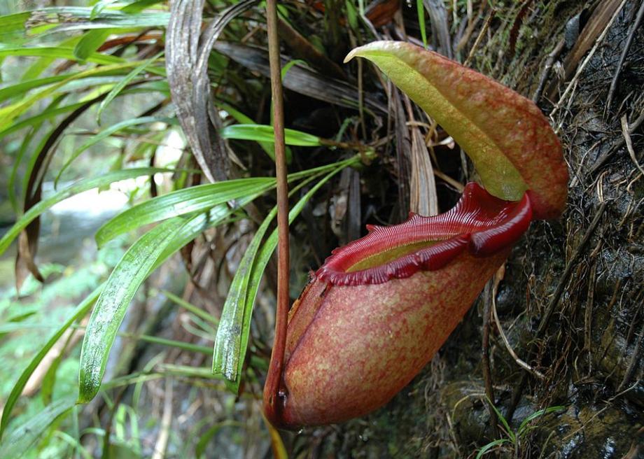 carnivorous pitcher plant in the Cameron Highlands, Malaysia