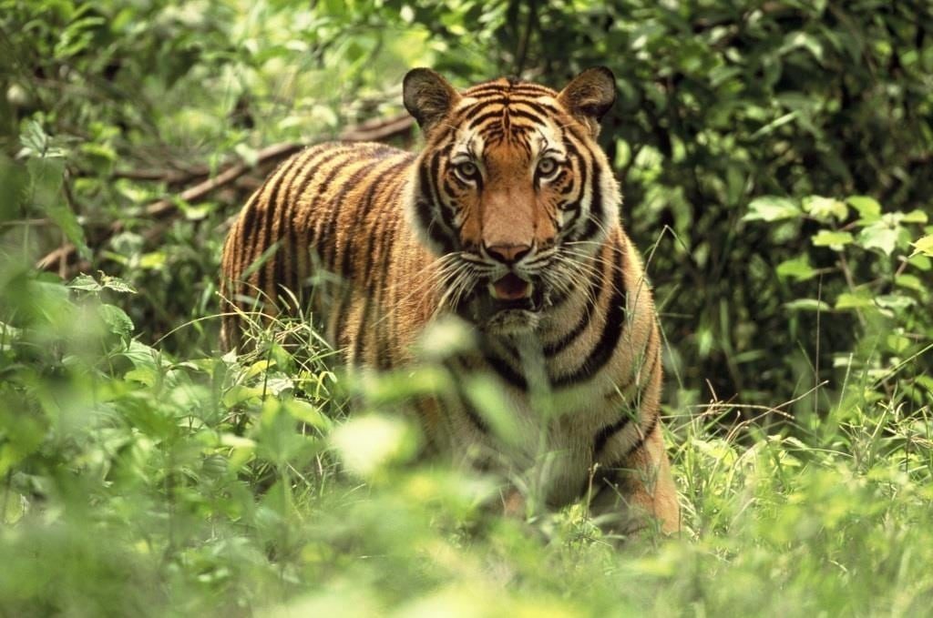 Indochinese tiger at Chi Phat, Cambodia