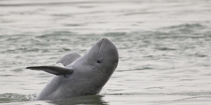 Irrawaddy dolphin in Kratie, Cambodia