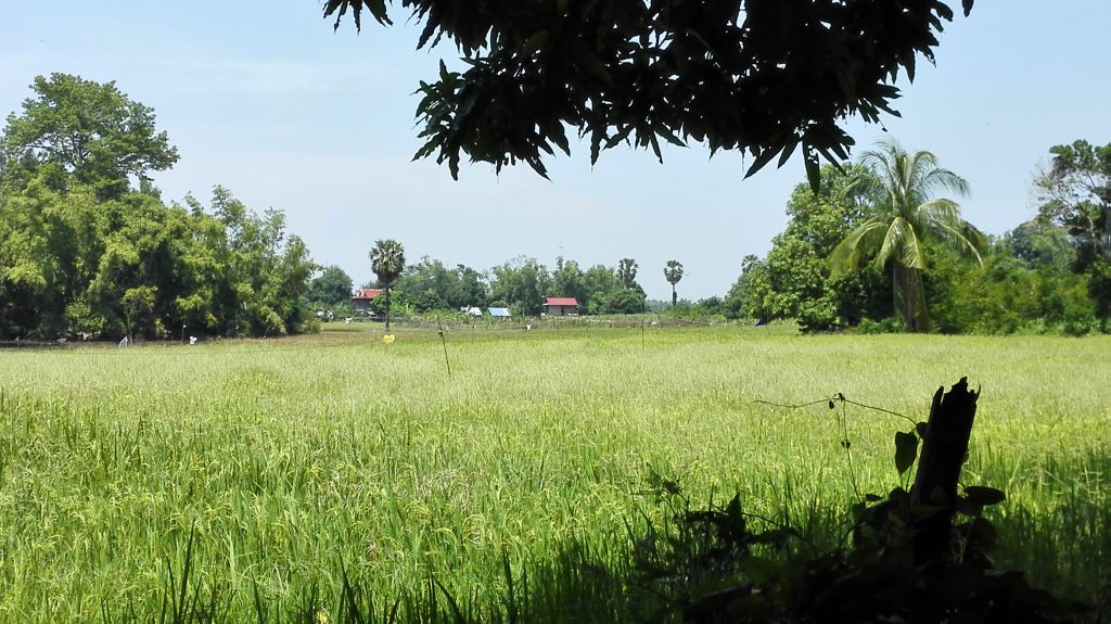 Koh Trong Island at Kratie