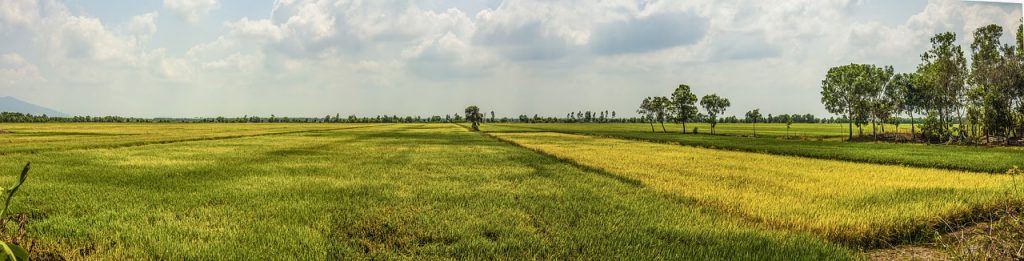 Rice fields in Cambodia