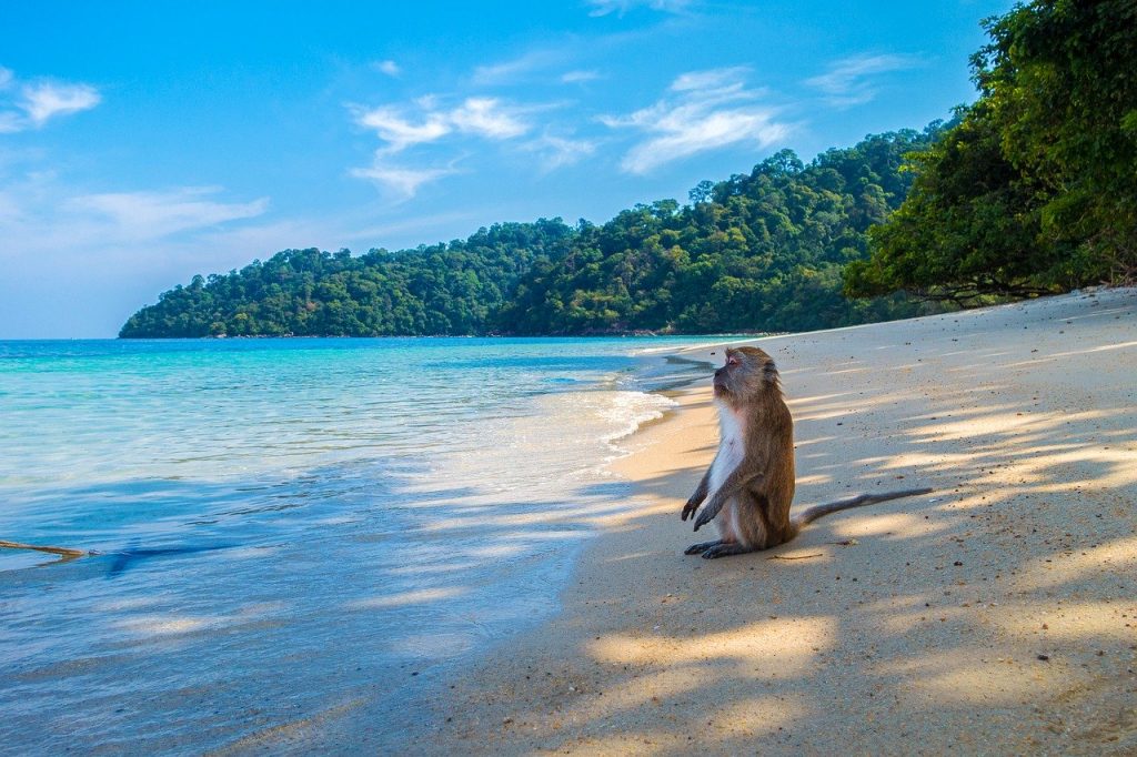 Monkey on the beach - Thailand Travel Guide