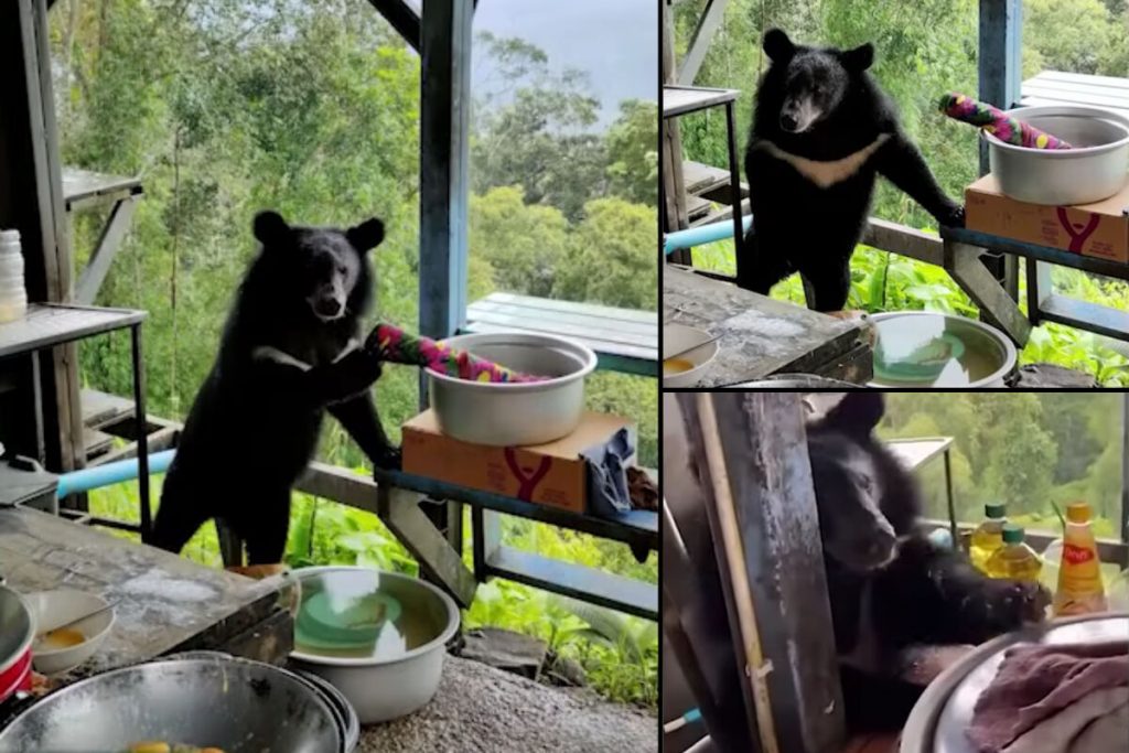 Viral photo of an Asian black bear raiding a foodstall in Khao Yai