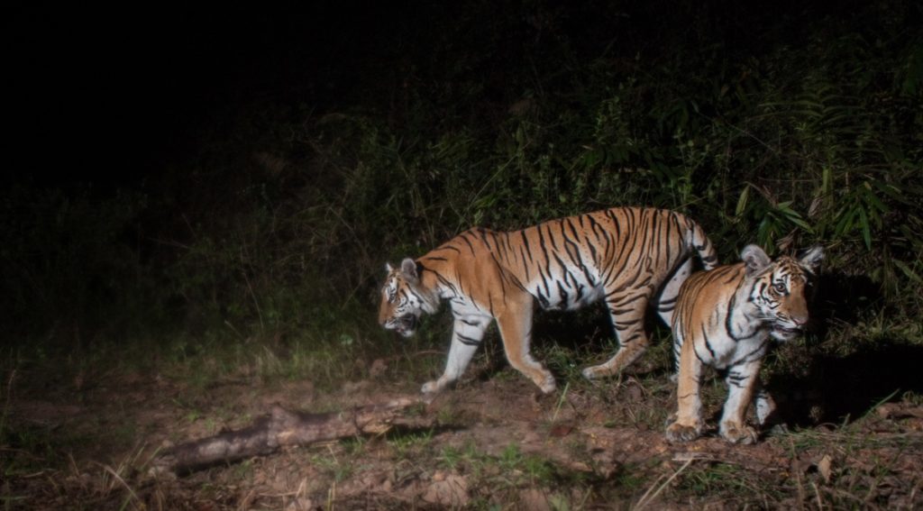 Tigers spotted by a nightcam