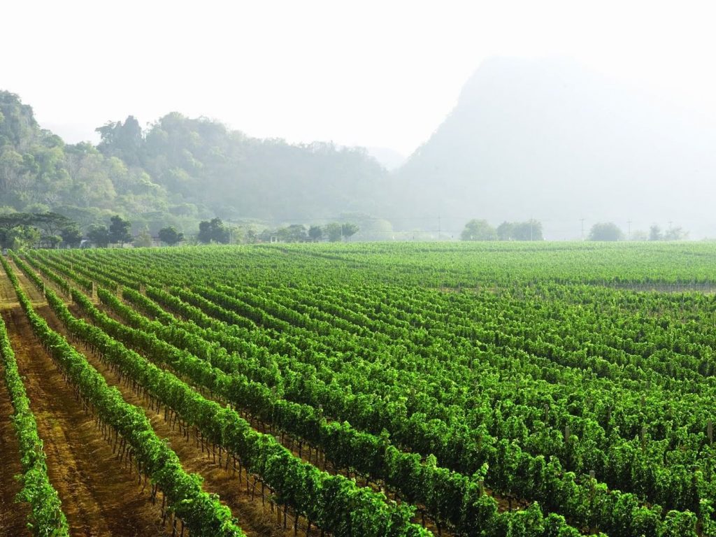 Khao Yai vineyard