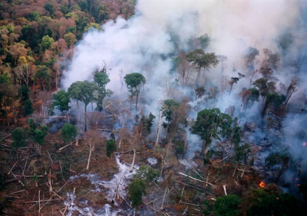 Forest being deforested