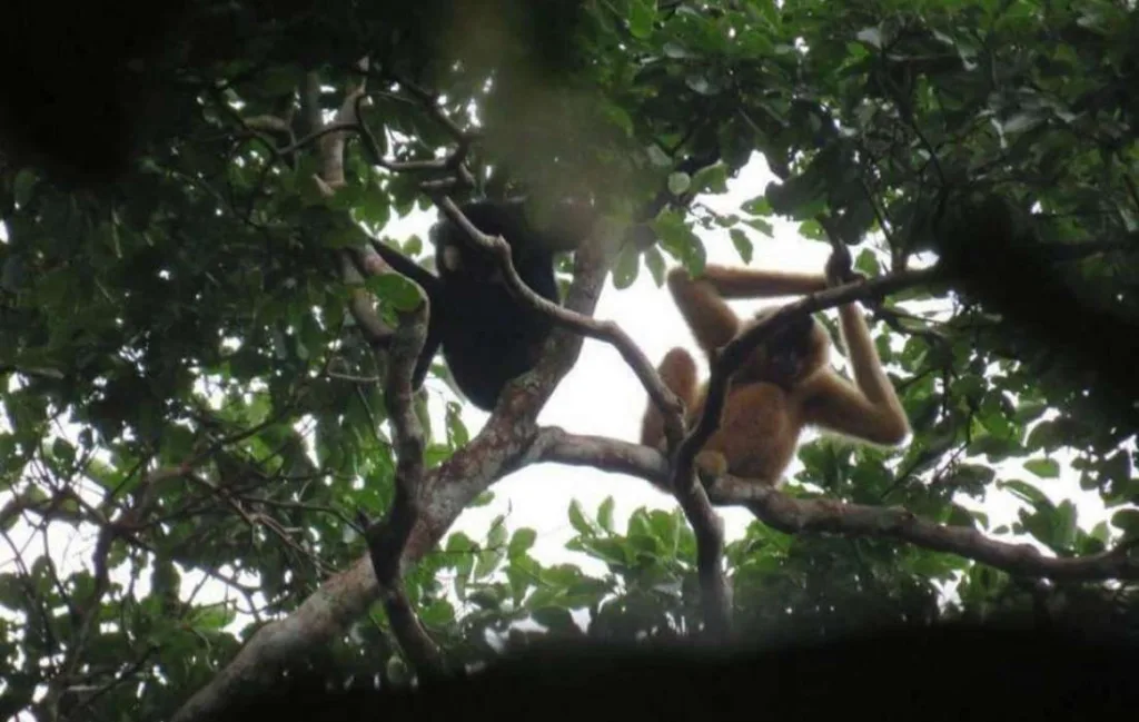Keo Seima wildlife in Mondulkiri