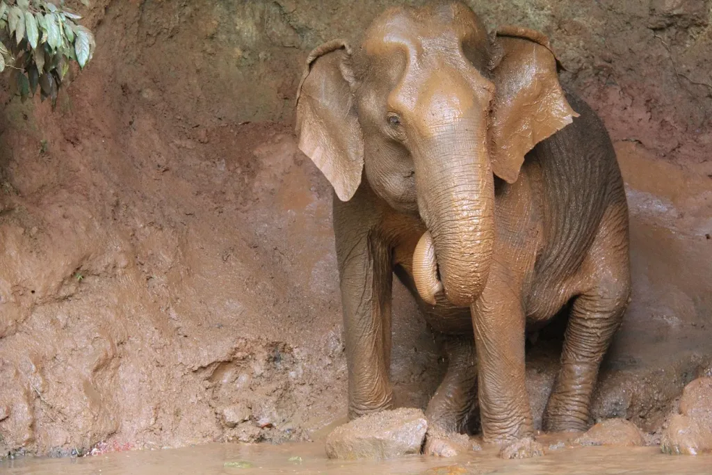 Elephant Sanctuary EVP in Mondulkiri