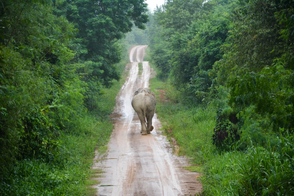 Elephant in the rain - Thailand Travel Guide