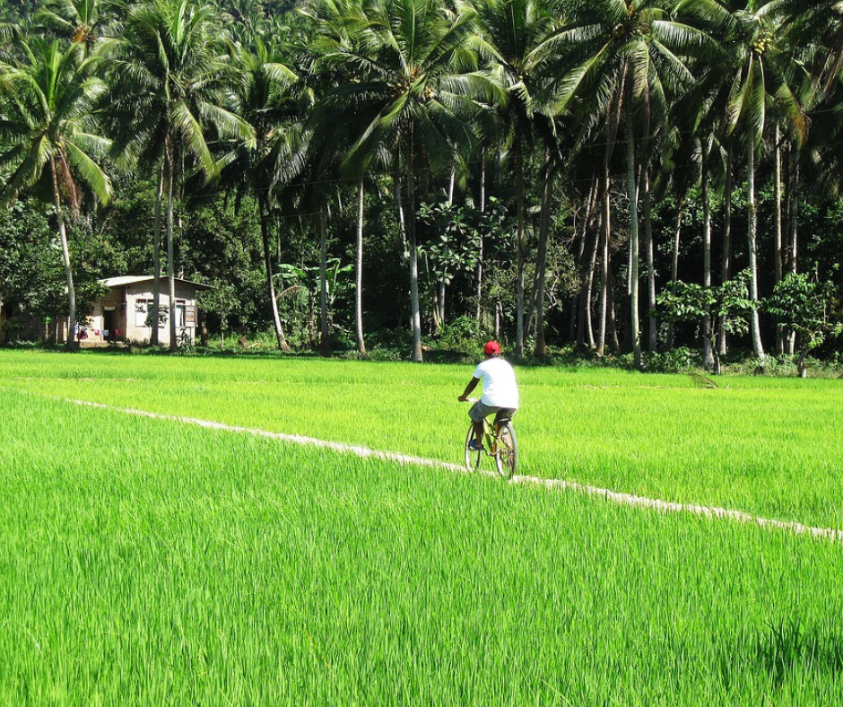 Man cycling through ricefields