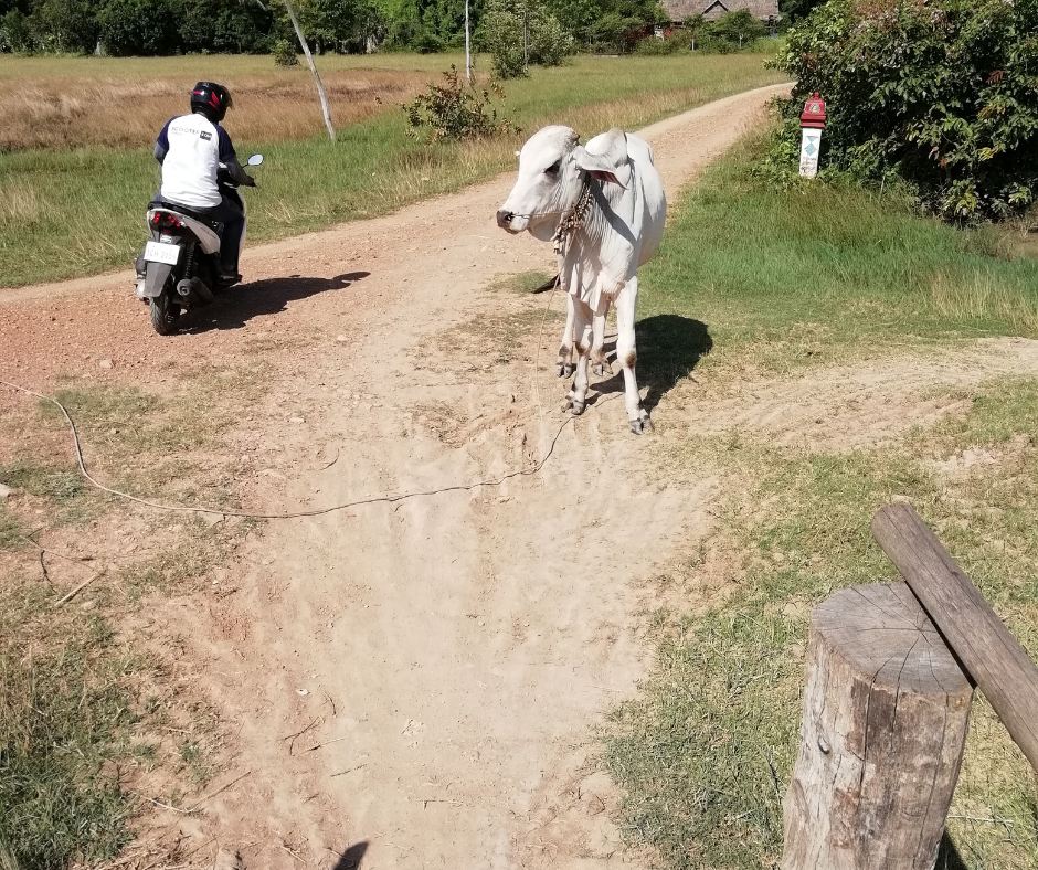 Cow blocking the road in Kep, Cambodia