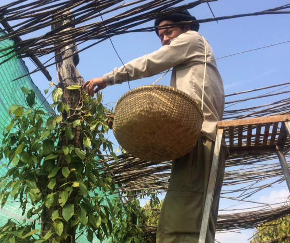 Harvesting Kampot pepper in Kep, Cambodia
