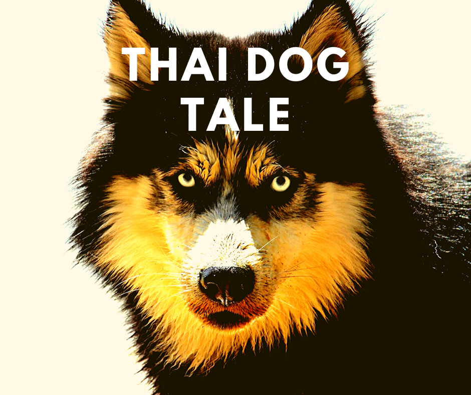 Link to Thai dog tale blog post