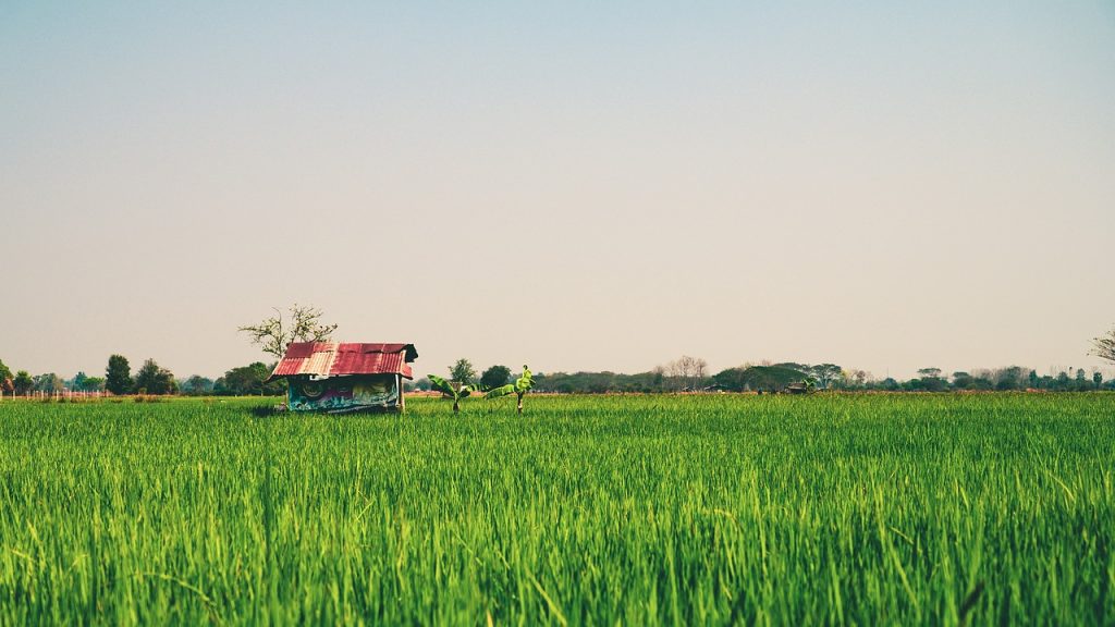 Rice field
